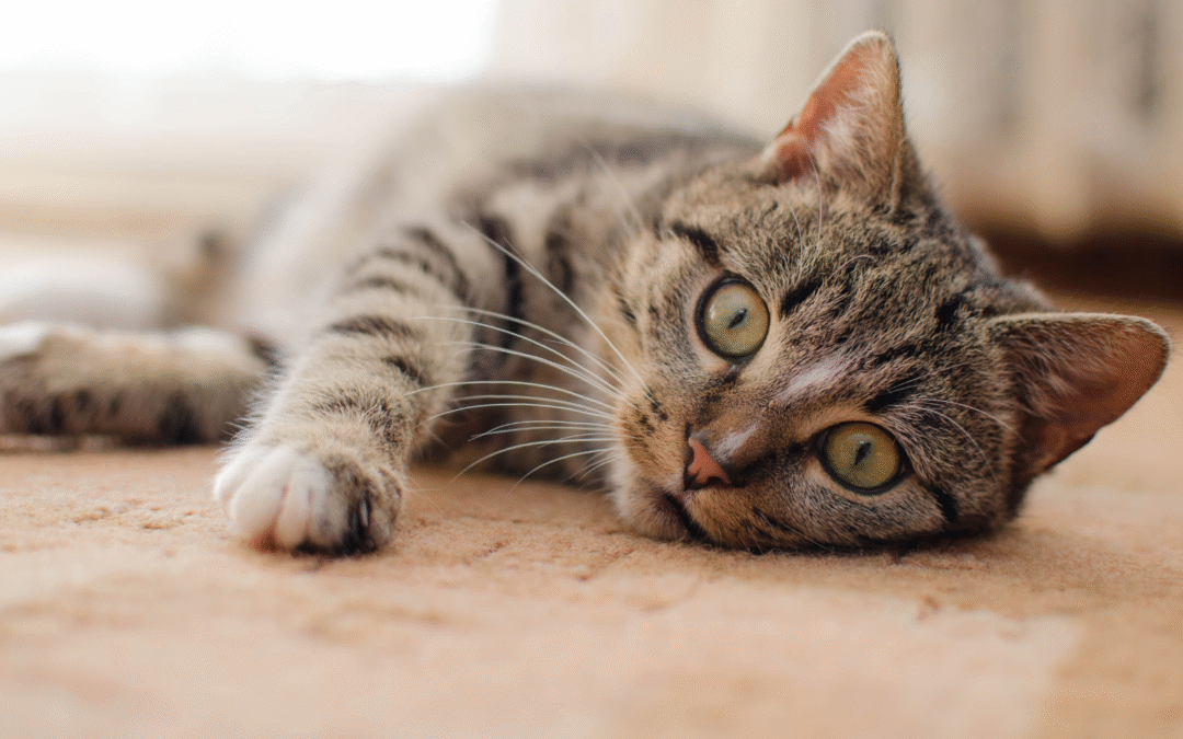 Pets and Parasites: What’s That in The Poop?