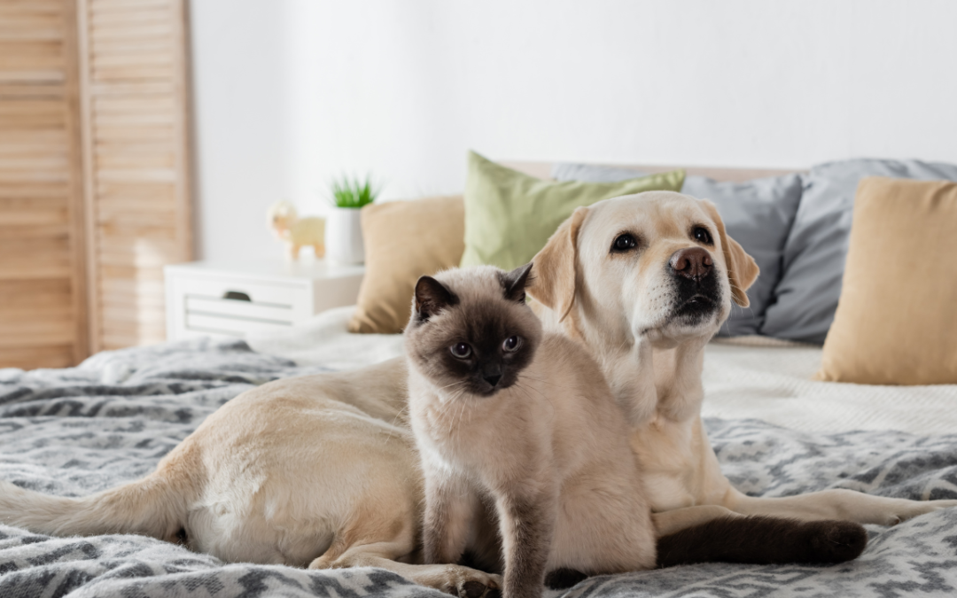 Pet Dental Care: Keep Your Pet’s Smile Healthy