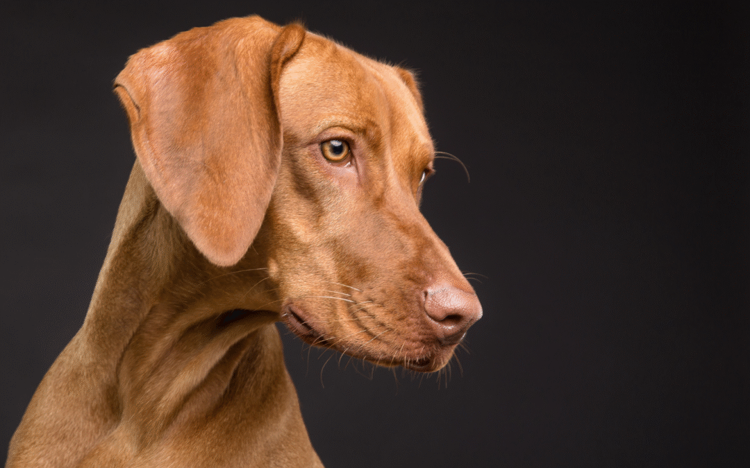 Fun, Sun, Fleas and Ticks