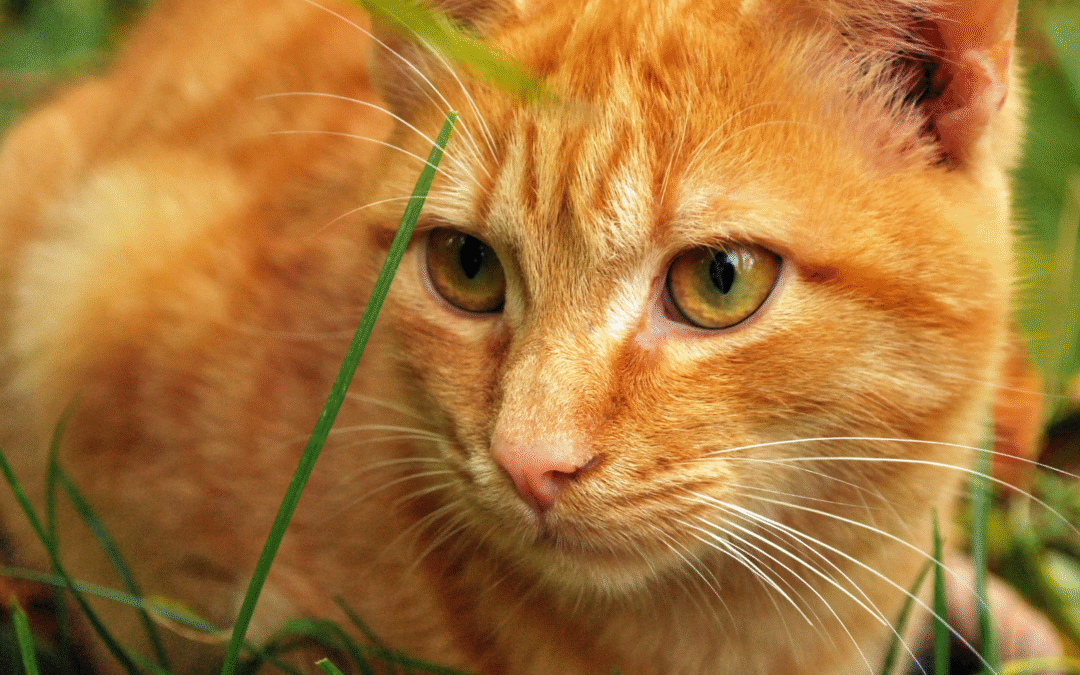 Winter Holiday Safety for Pets