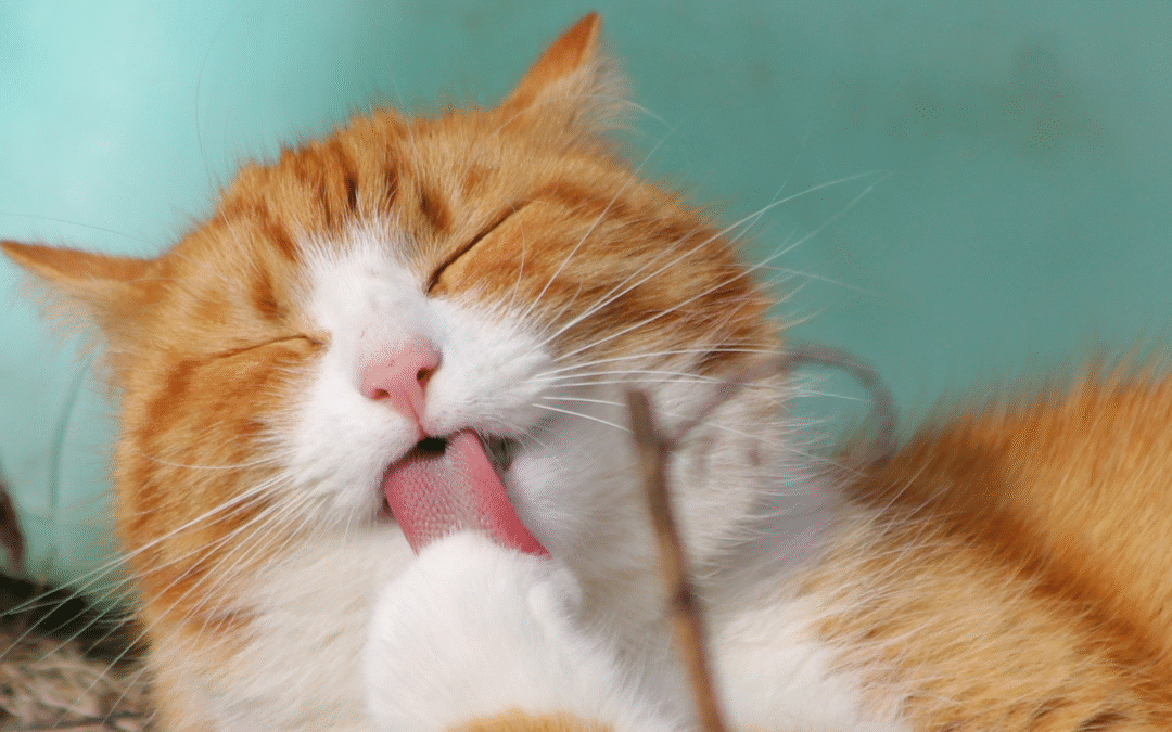 Pet Preparedness for Hurricanes