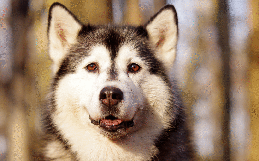 Caring For Your Pets After A Hurricane