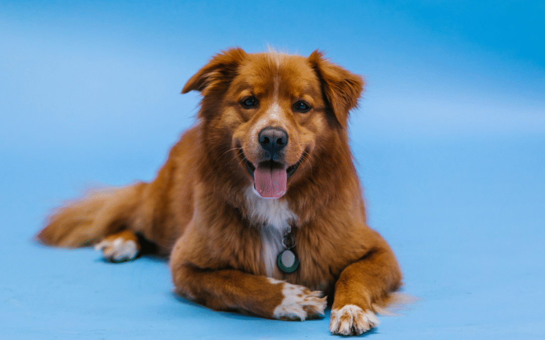 Pet Health Topic: Gingivitis