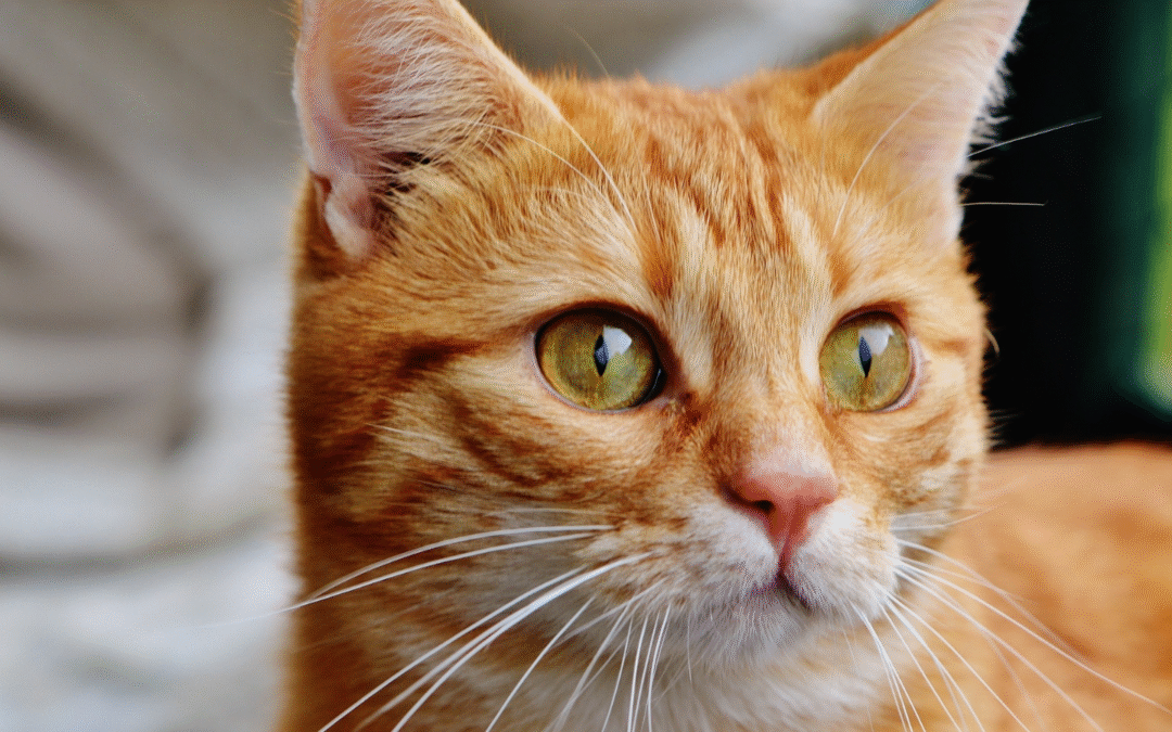 Pet Health: Questions and Answers