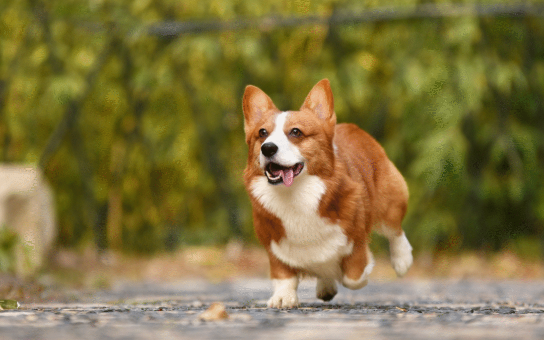 Readying Your Pets For A Disaster